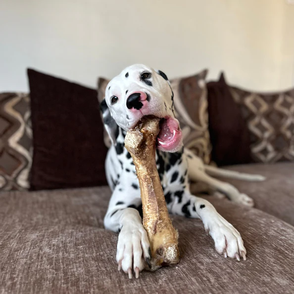 JR Pet Products - Large Ostrich Bone - Image 3