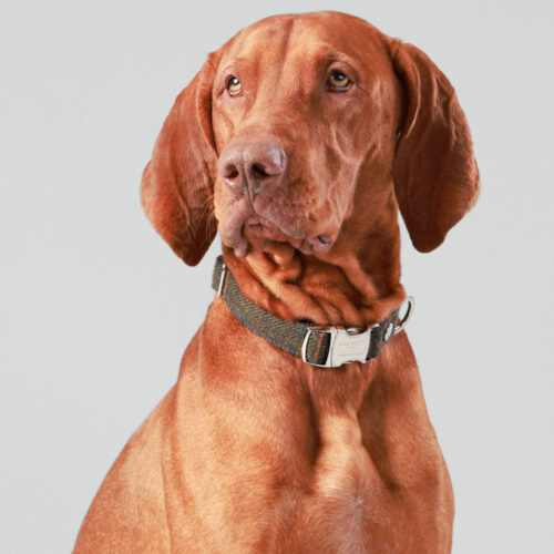 Alternative view of Hackett with Hugo and Hudson - Dark Green Checked Collar