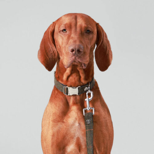 Hackett with Hugo and Hudson - Dark Green Checked Collar - Image 3