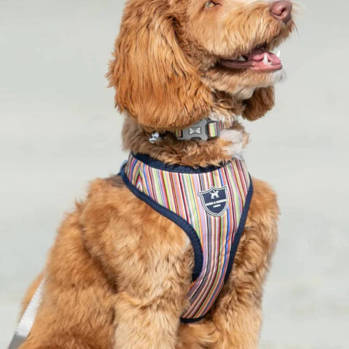 Hugo Hudson - Fabric Dog Harness. Striped Multi-colour - Image 3