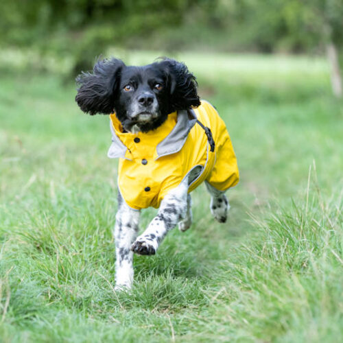 Hugo Hudson - All Weather Dog Raincoat - Image 3