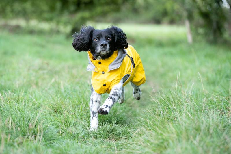 Hugo Hudson - All Weather Dog Raincoat - Image 3