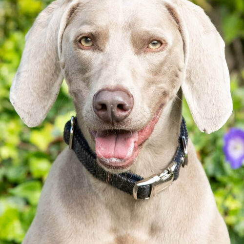 Hugo & Hudson - Grey Tweed Collar - Image 3