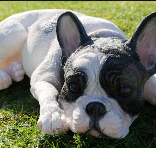 Laying Frenchie Resin Sculpture - Ideal Gift