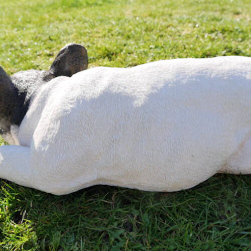 Alternative view of Laying Frenchie Resin Sculpture - Ideal Gift