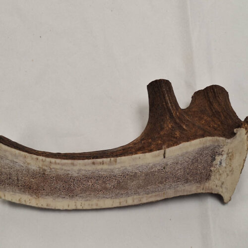 Monster Sized Half Antler