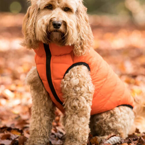 Alternative view of Hugo and Hudson Reversible Dog Puffer Jacket Orange and Navy
