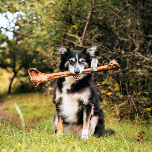 Caveman Ostrich Bone - For Large Dogs