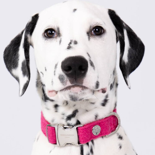 Alternative view of Hugo & Hudson - Pink Tweed Collar