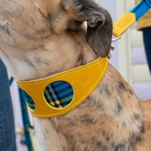 Shuka Blue Hound Collar by Hiro & Wolf