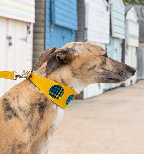 Shuka Blue Hound Collar by Hiro & Wolf - Image 4