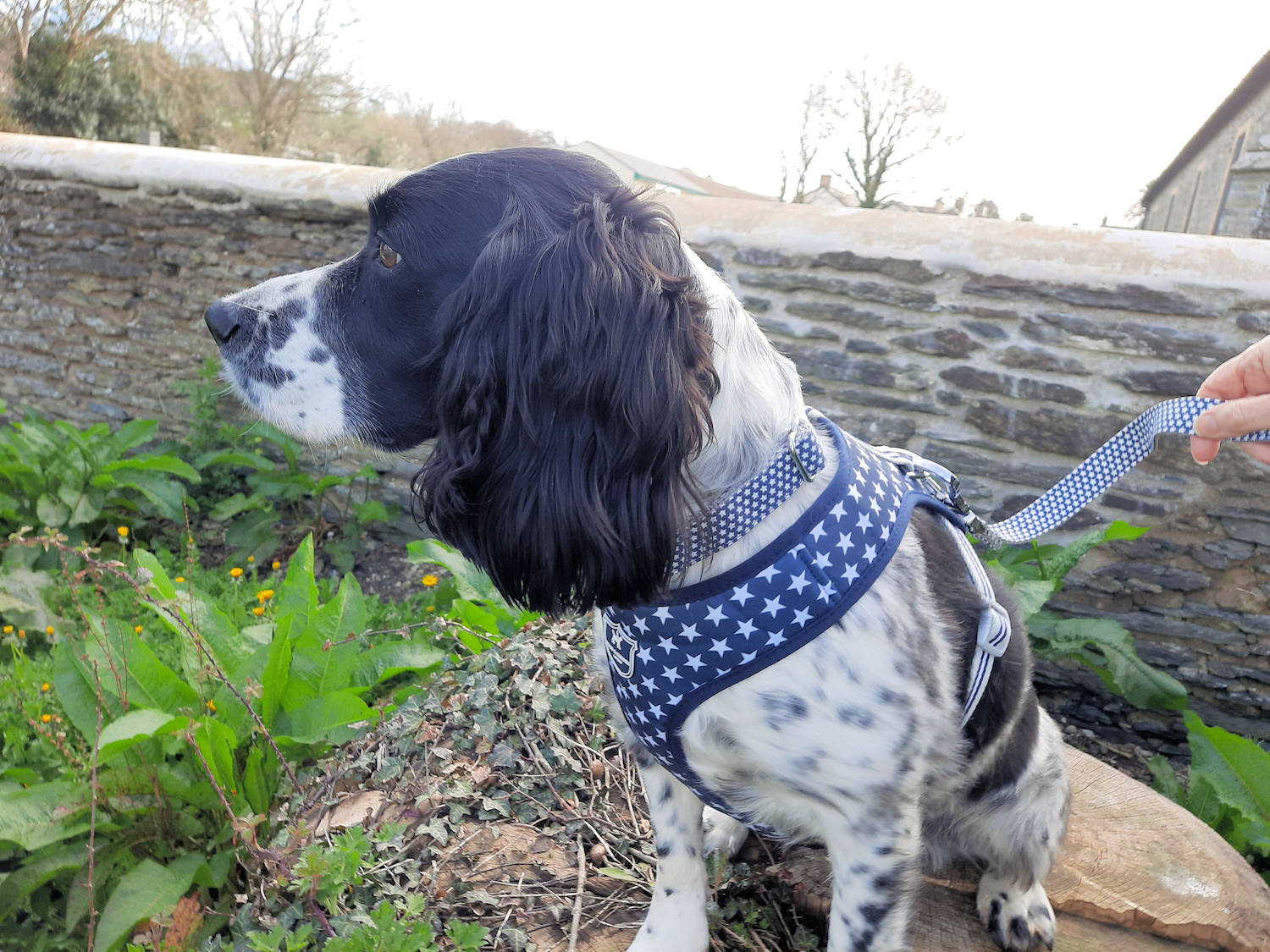 Fabric Dog Harness – Navy Star