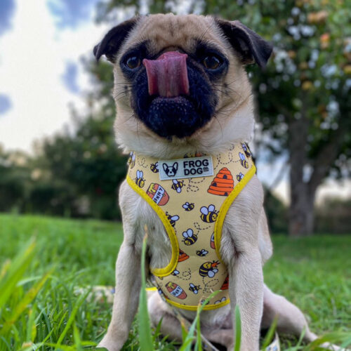 Frog Dog Co - Fabric Harness - Image 6