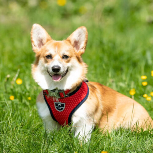 Fabric Dog Harness - Red and Coral Polka Dot - by Hugo & Hudson - Image 3