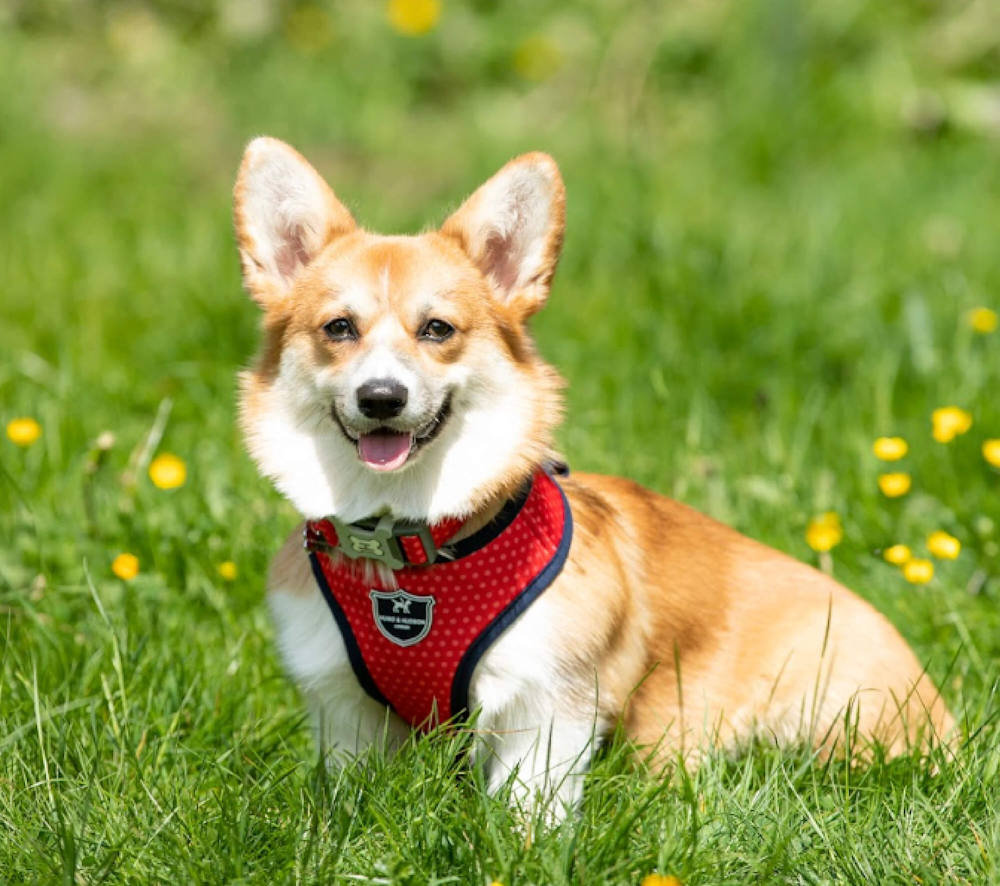 Fabric Dog Harness - Red and Coral Polka Dot - by Hugo & Hudson - Image 3