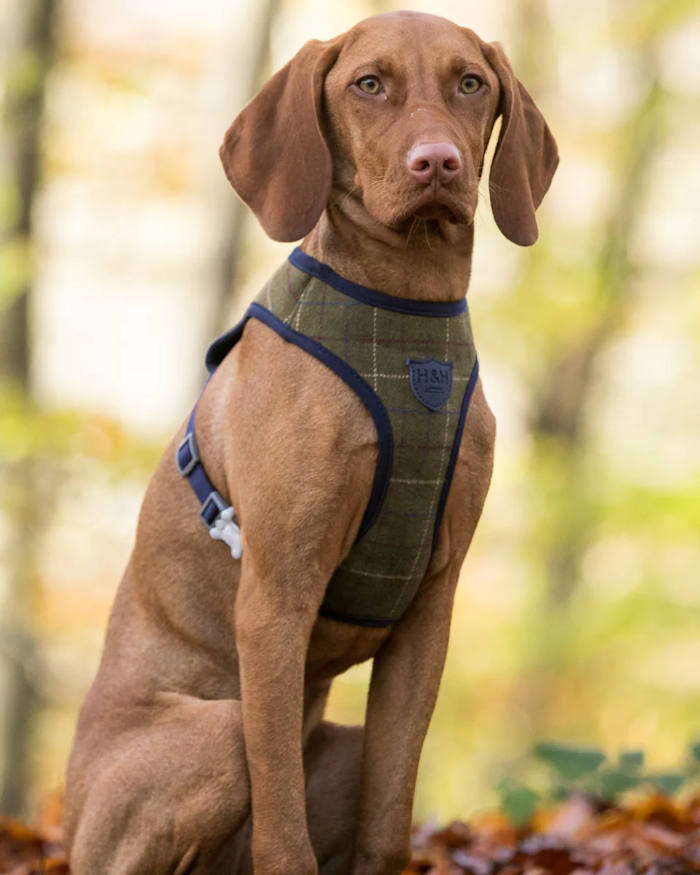 Hugo Hudson - Tweed Dog Harness - Dark Green Checked - Image 2