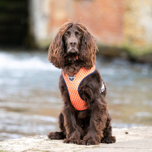 Hugo & Hudson Fabric Dog Harness - Image 3