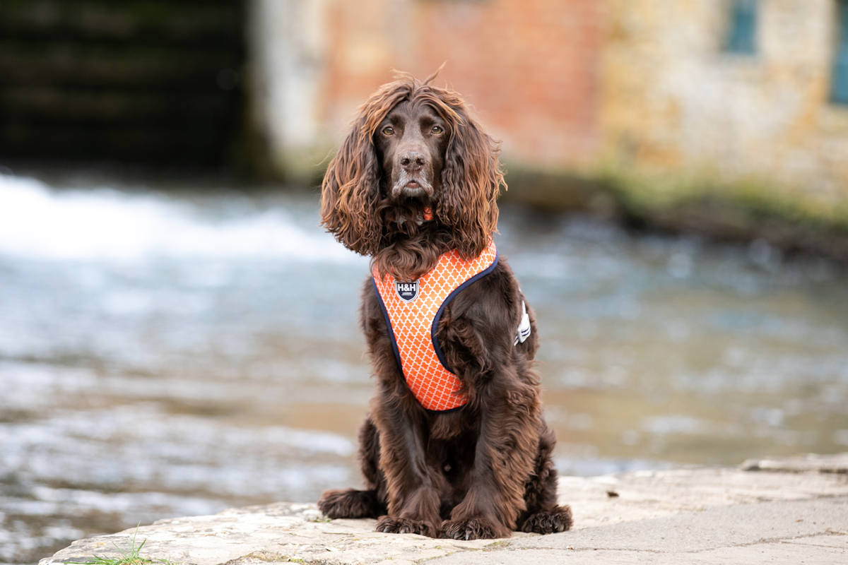 Hugo & Hudson Fabric Dog Harness - Image 3