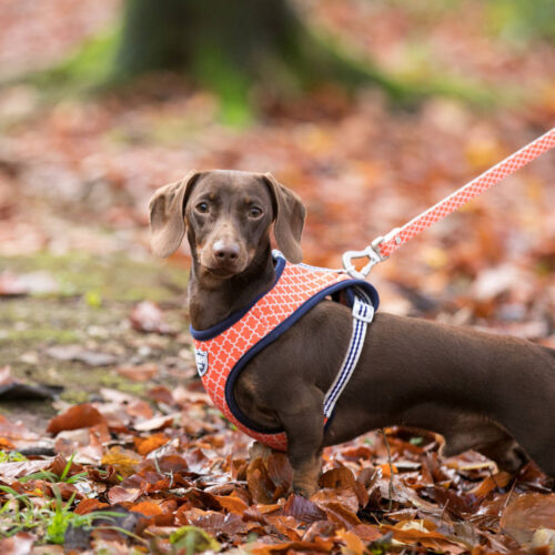 Hugo & Hudson Fabric Dog Harness - Image 7