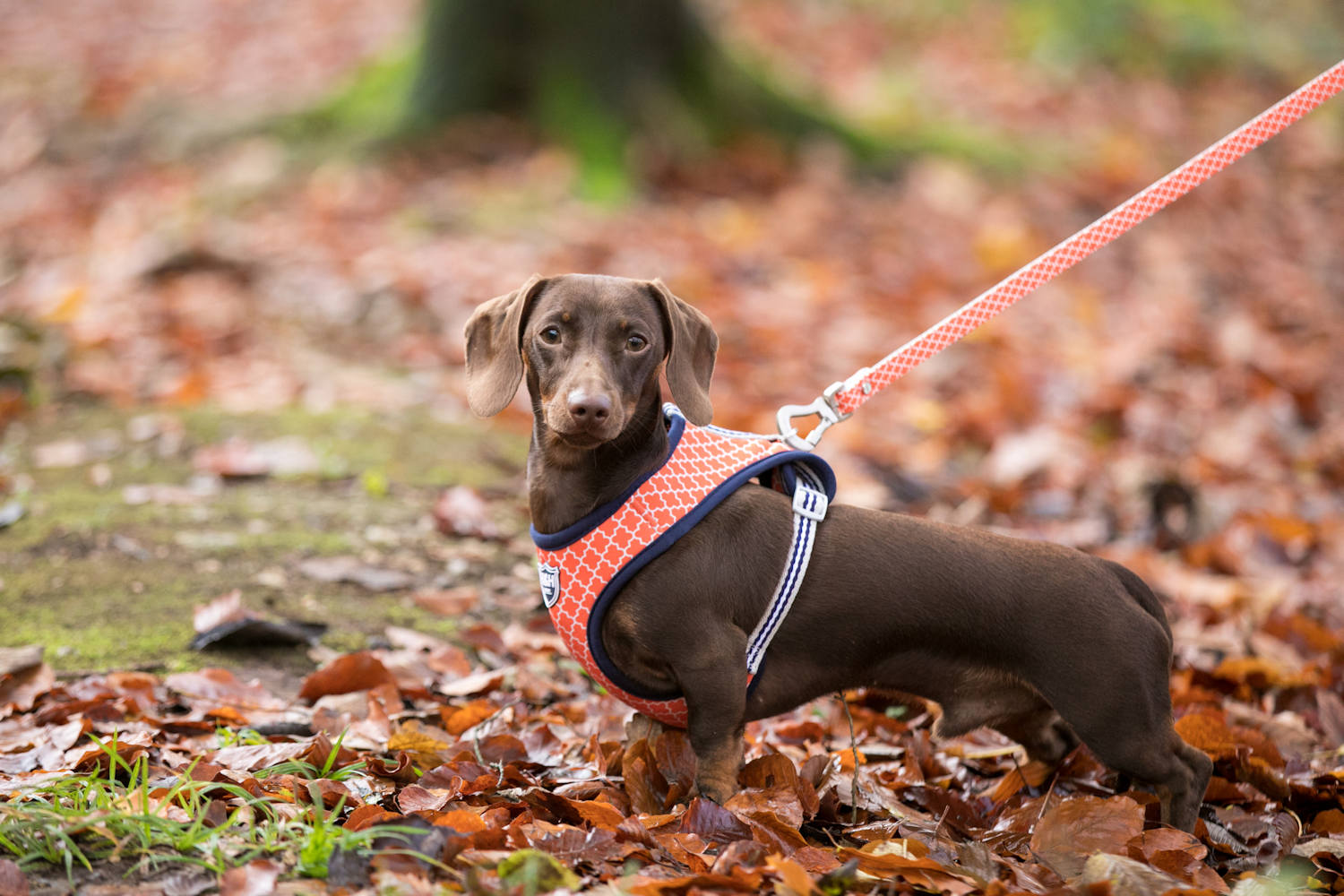 Hugo & Hudson Fabric Dog Harness - Image 7