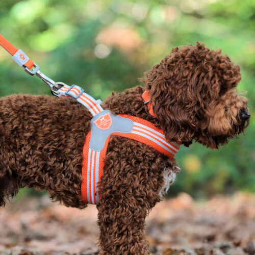 Step-In Easy Harness by Hugo & Hudson - Orange - Image 3