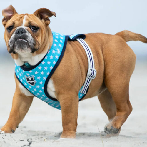 Hugo & Hudson - Fabric Dog Harness - Turquoise Star - Image 3