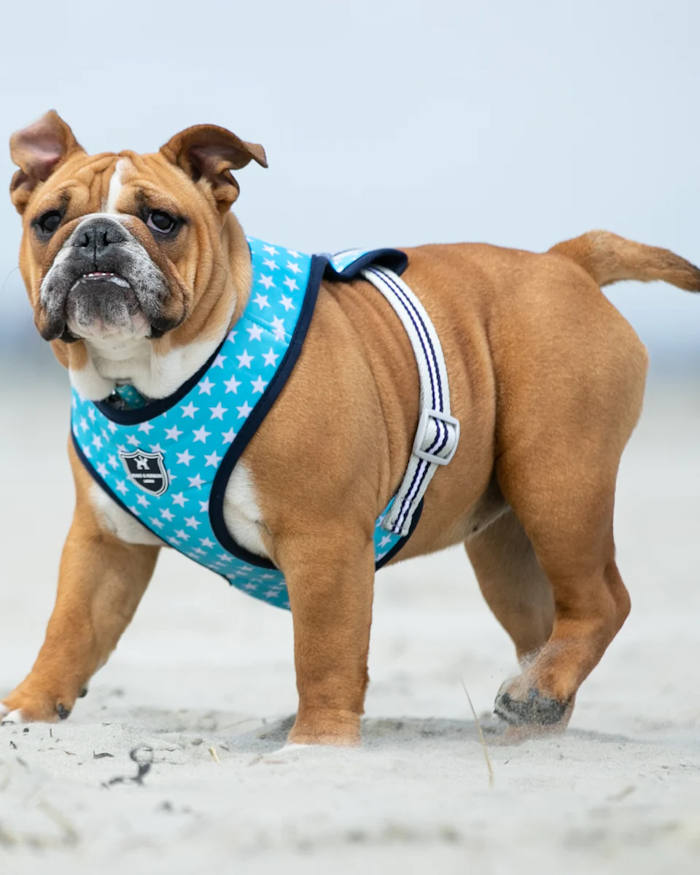 Hugo & Hudson - Fabric Dog Harness - Turquoise Star - Image 3