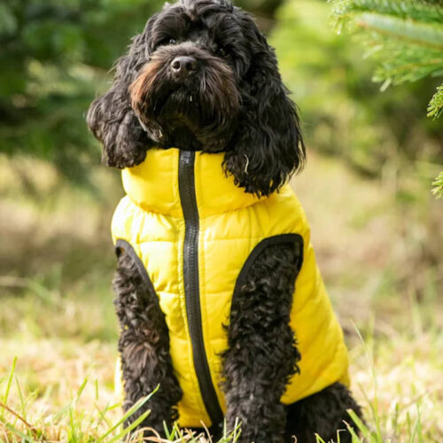 Alternative view of Hugo and Hudson - Reversible Dog Puffer Jacket - Yellow and Grey